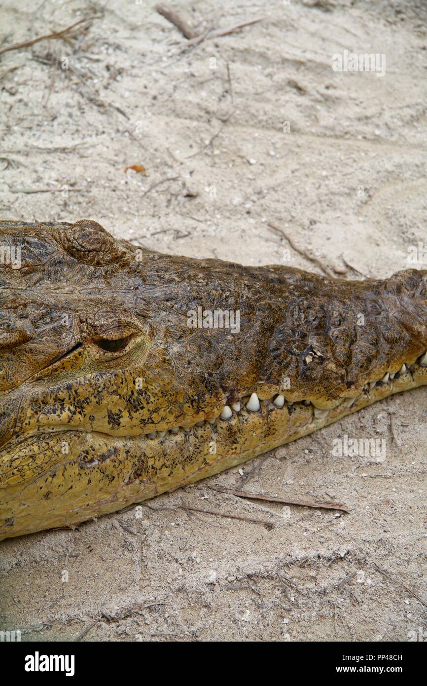 close up of a crocodiles head resting on the sand in Mexico Stock Photo