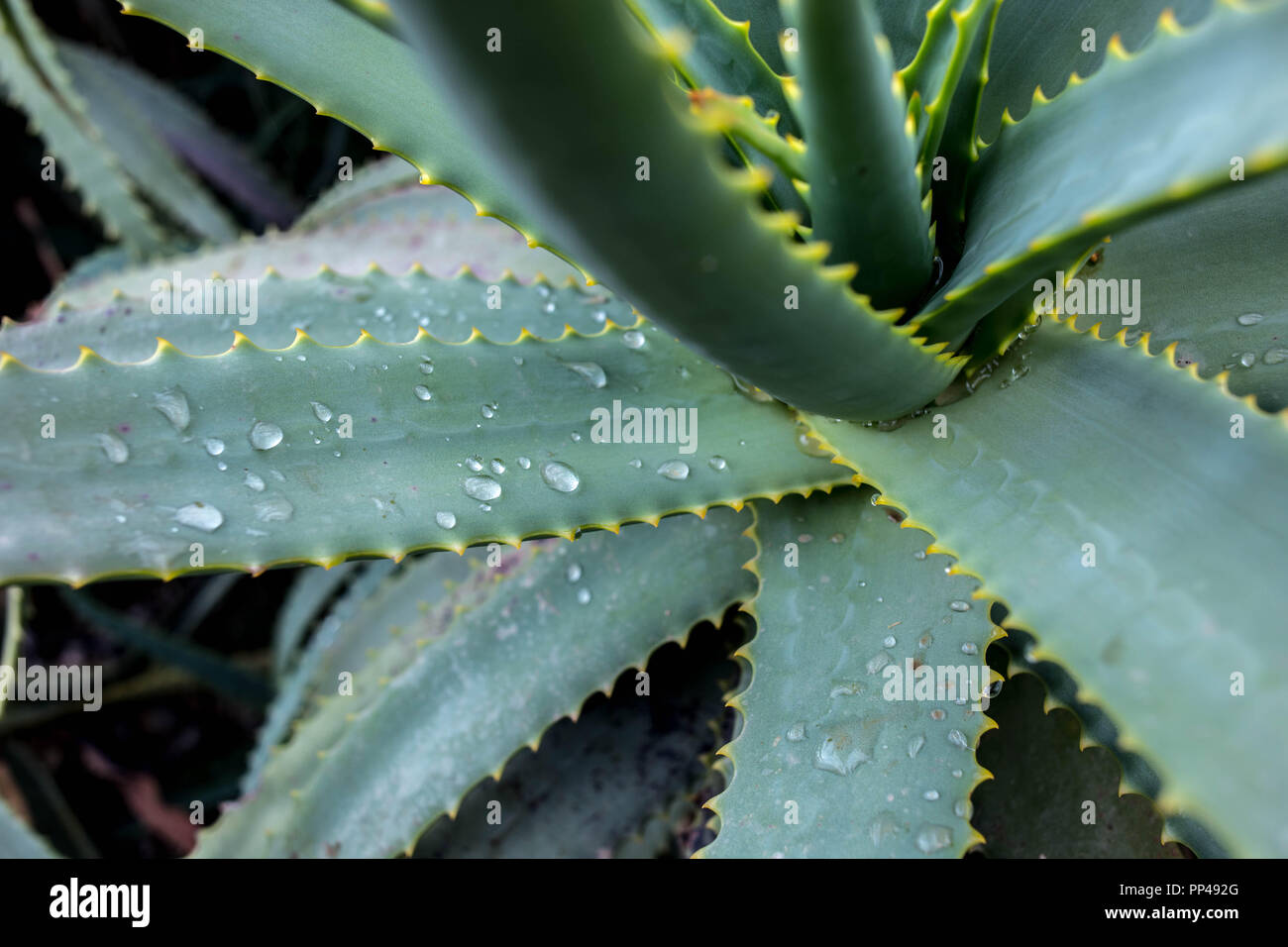 Suculenta High Resolution Stock Photography and Images - Alamy