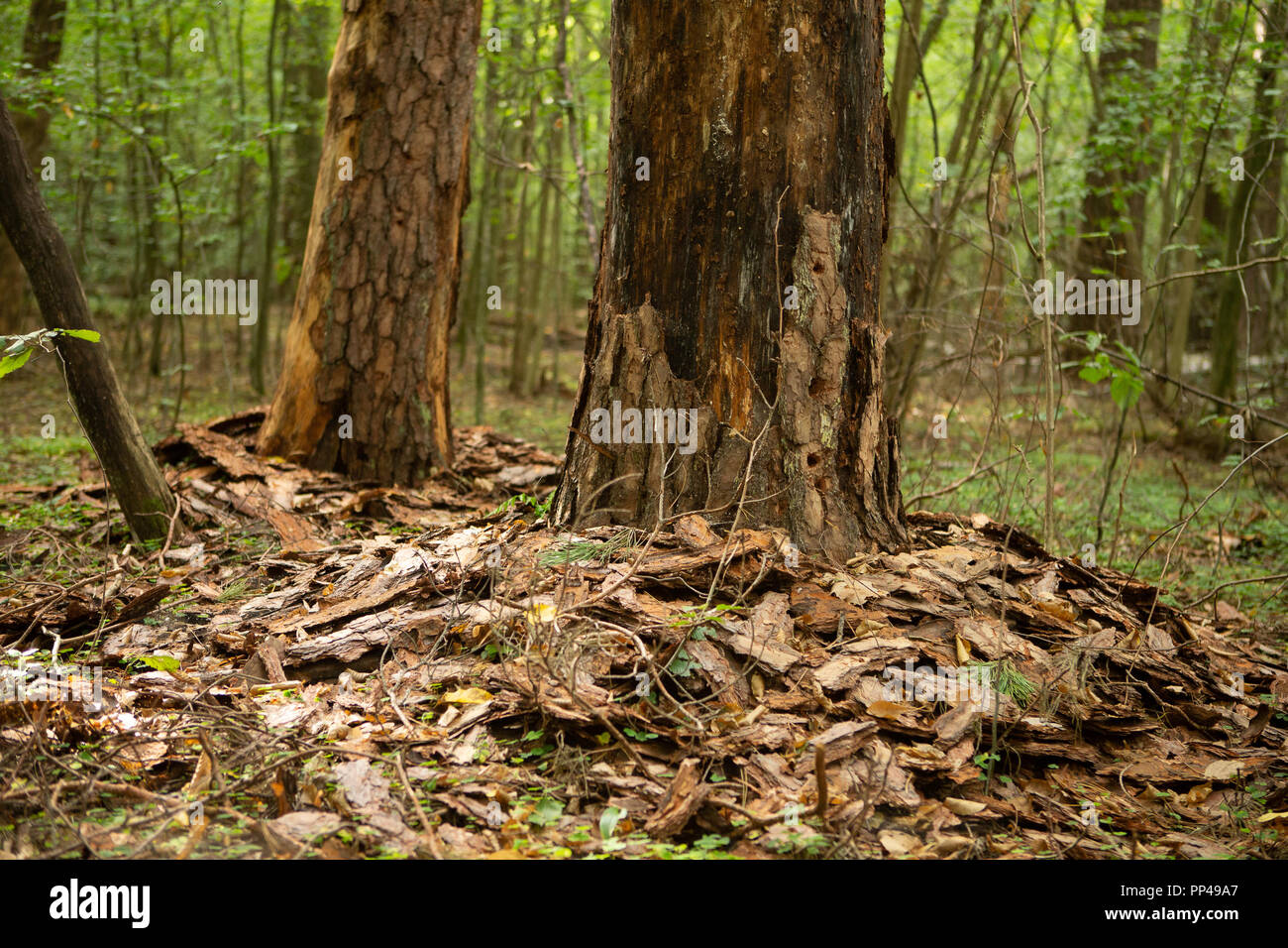 Damaged trees beetle bark beetle. Trees with damaged bark in the forest ...