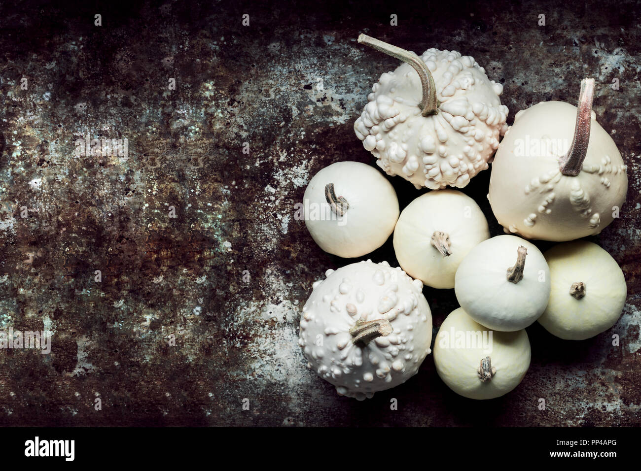Happy Thanksgiving Background. Little white pumpkins on rustic metal background with copy space. Autumn Harvest and Holiday minimal still life. Stock Photo