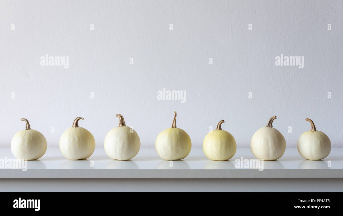 Happy Thanksgiving Background. Selection of little white pumpkins on white shelf against white wall. Modern minimal autumn inspired room decoration. Stock Photo