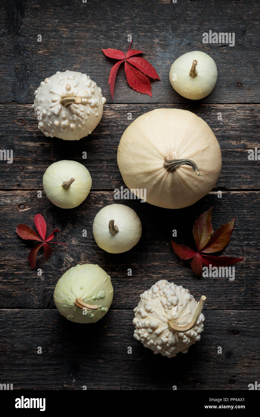Happy Thanksgiving Background. Selection of various decorative white pumpkins on dark wooden background. Holiday still life. Stock Photo