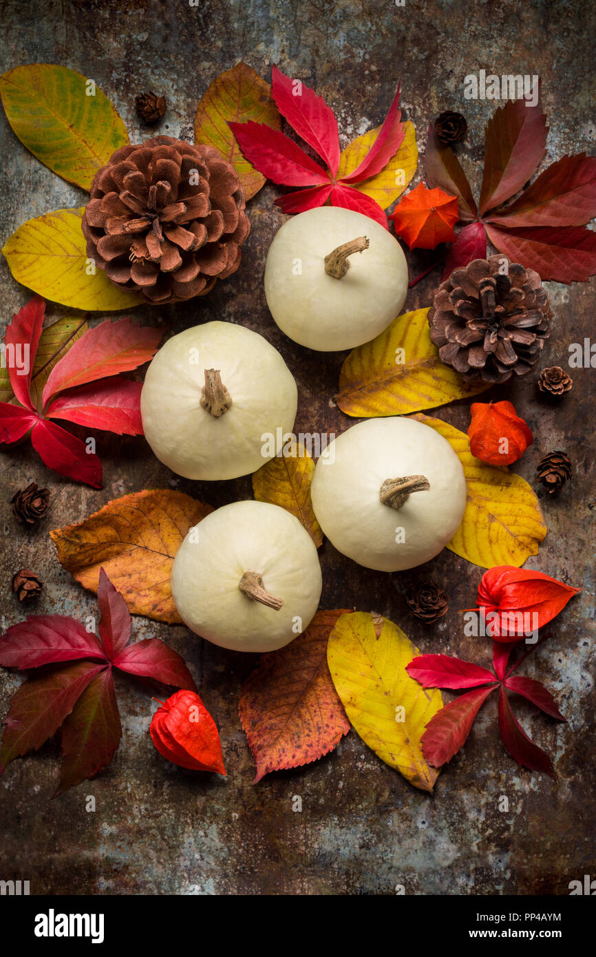 Happy Thanksgiving Background. Selection of various pumpkins on dark metal background. Autumn Harvest and Holiday still life. Stock Photo