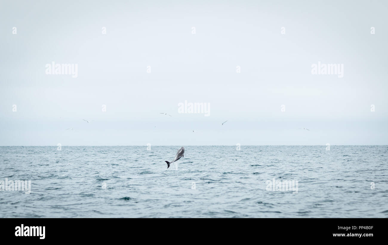 single jumping bottlenose dolphin Stock Photo