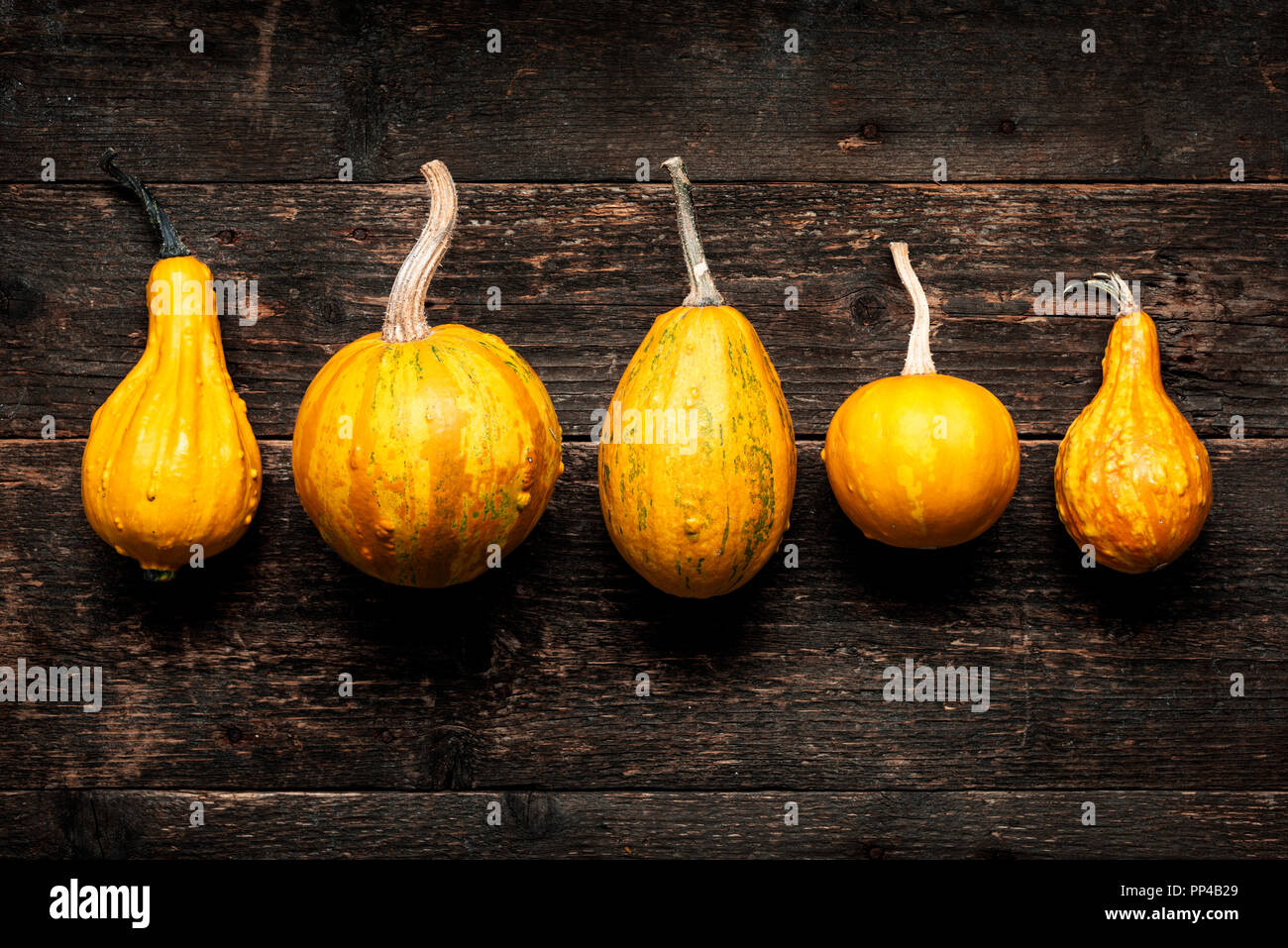 Happy Thanksgiving Background. Selection of various pumpkins on dark wooden background. Autumn vegetables and seasonal decorations. Autumn Harvest and Stock Photo