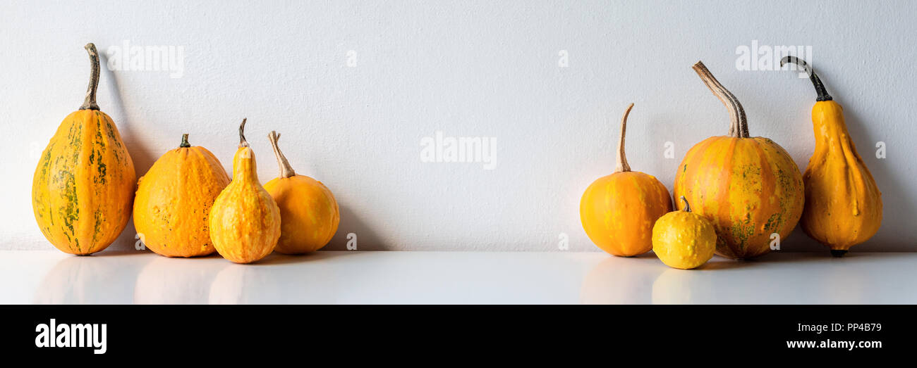 Happy Thanksgiving Background. Selection of various pumpkins on white shelf against white wall. Modern seasonal room decoration. Pumpkins banner. Mini Stock Photo