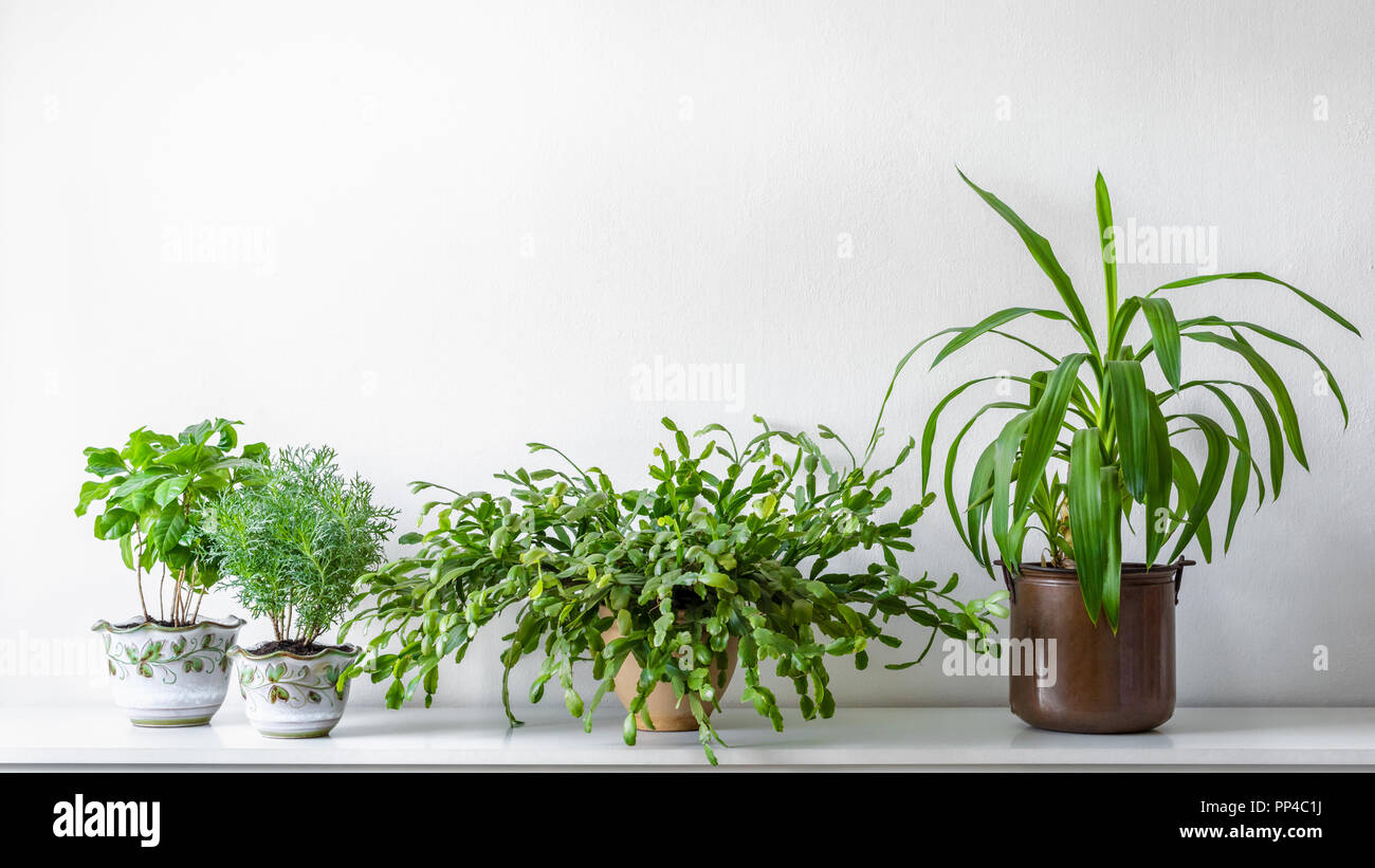 Various house plants in different pots against white wall. Indoor ...