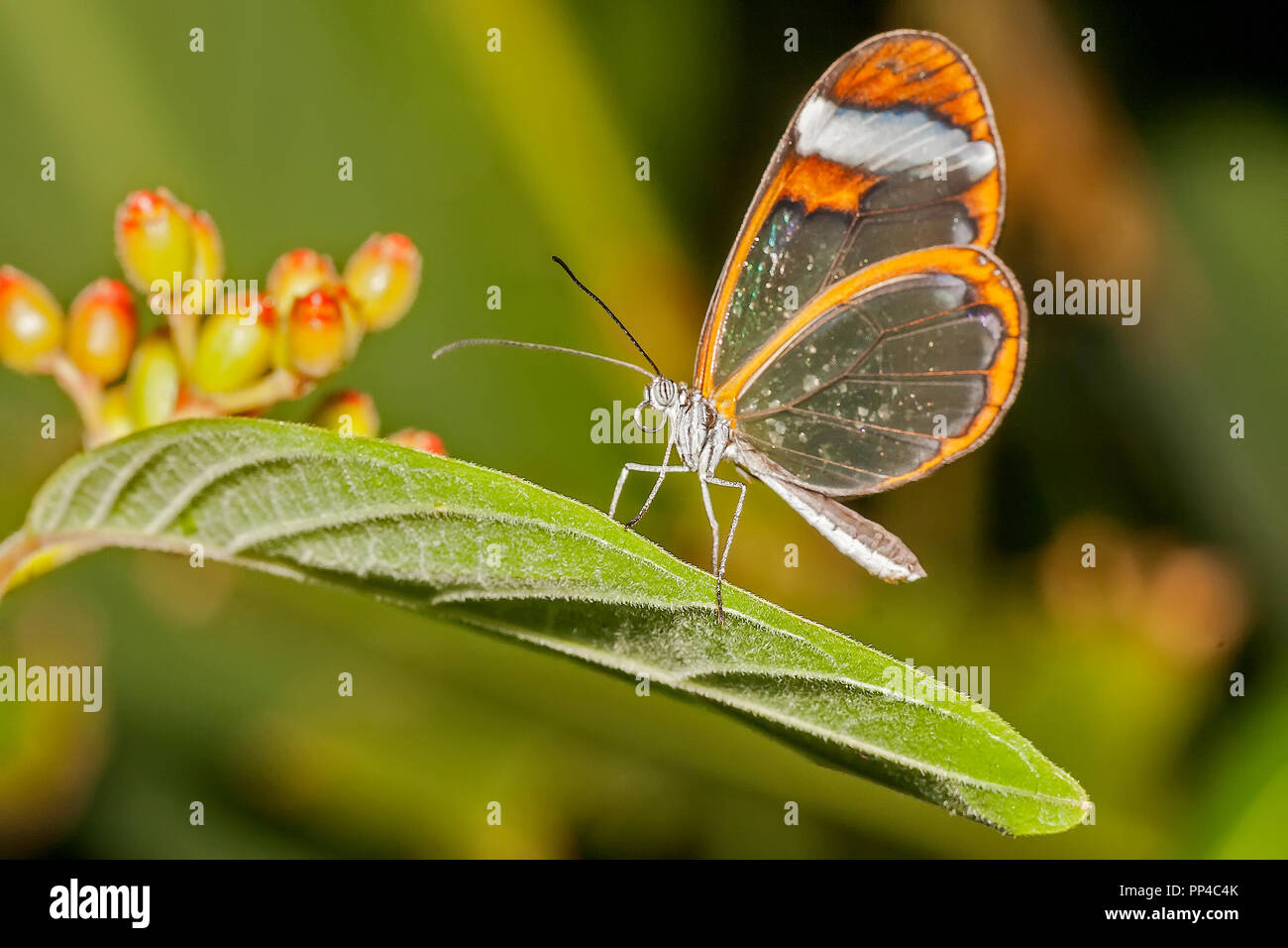 Glasswing Butterfly (Greta oto Stock Photo Alamy