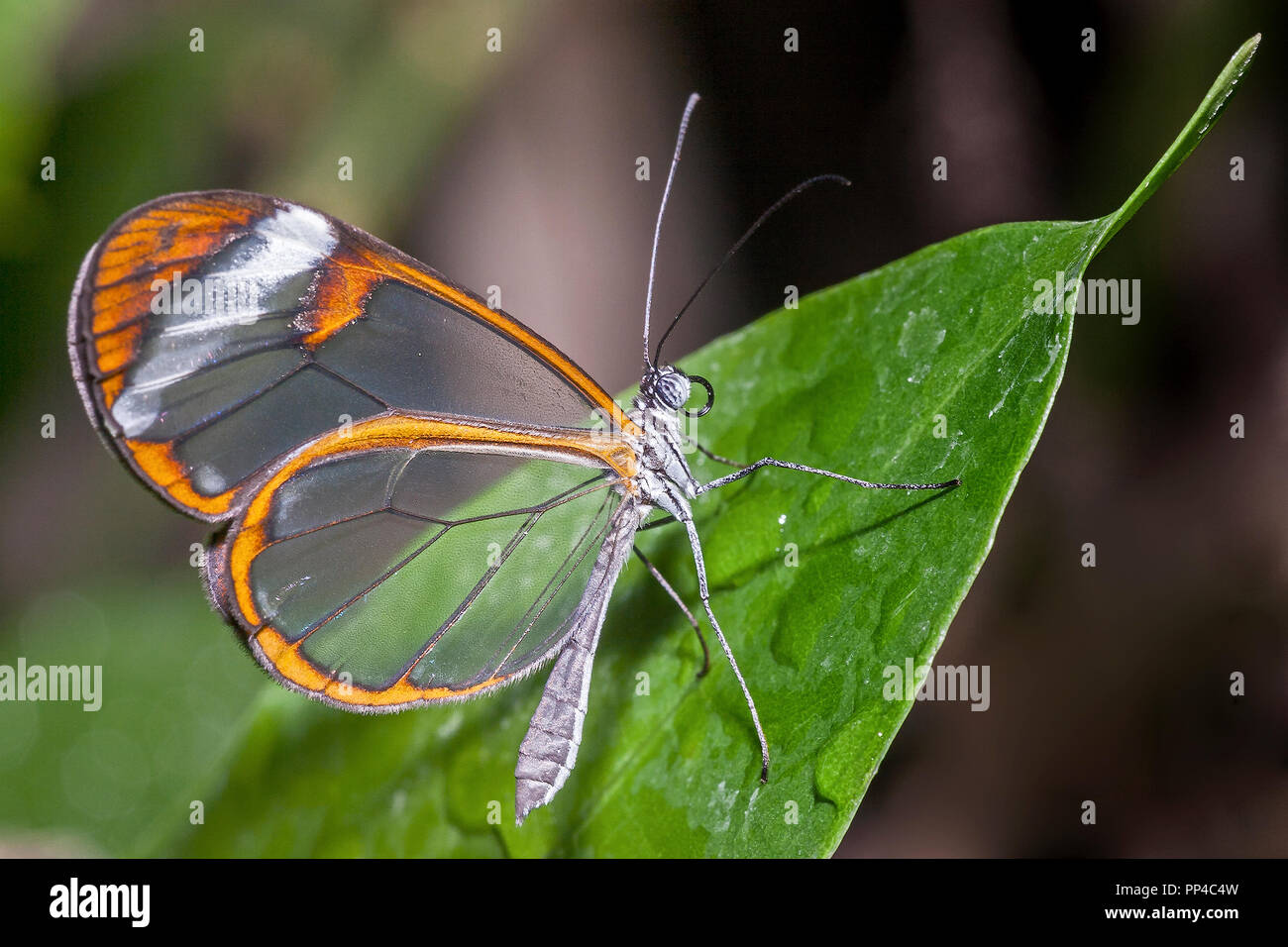 Glasswing Butterfly (Greta oto Stock Photo Alamy