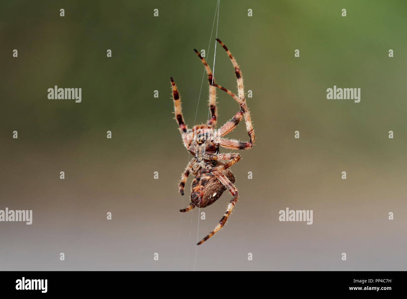 Spider climbing to the web Stock Photo Alamy