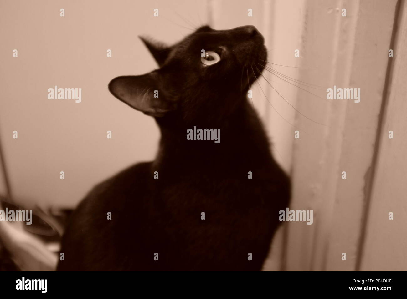 Black cat cute face hires stock photography and images Alamy