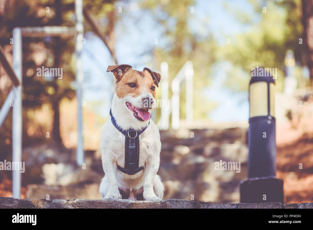 Can Dogs Sleep With Harness