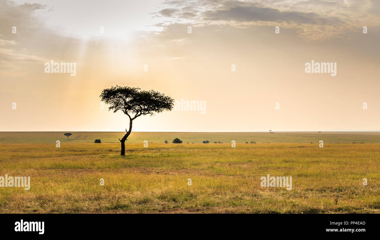 African sunset masai mara hi-res stock photography and images - Alamy