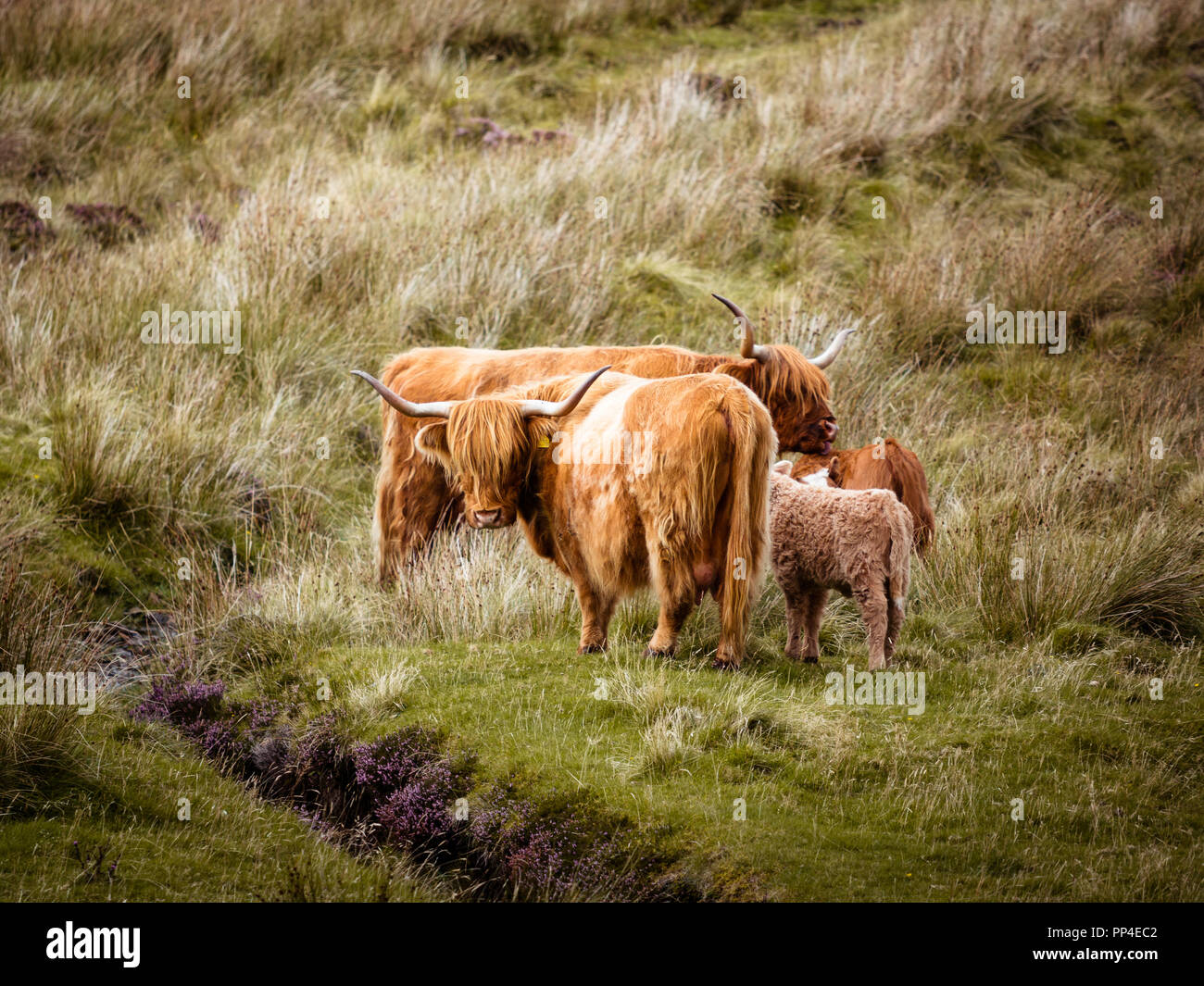 scottish highland cow in field. Highland cattle. Scotland Stock Photo