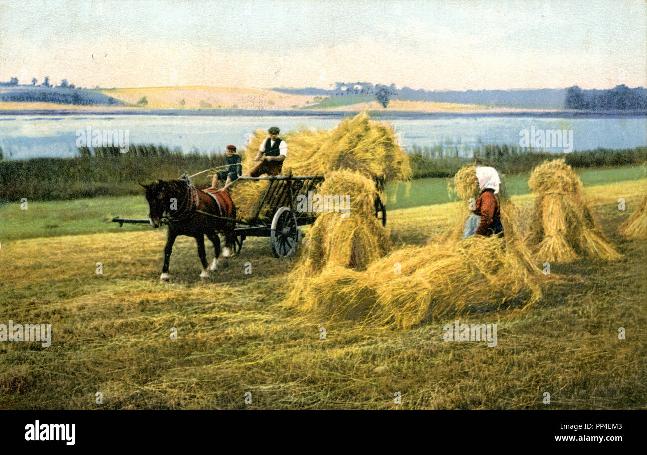 Grain harvest loading the sheaves Stock Photo Alamy