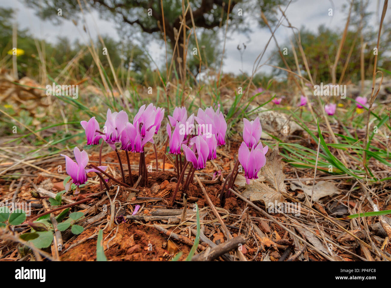 Group of Ivy-leaved cyclamen or sowbread (Cyclamen hederifolium) in olive orchard habitat on Peloponnese peninsula, Greece Stock Photo