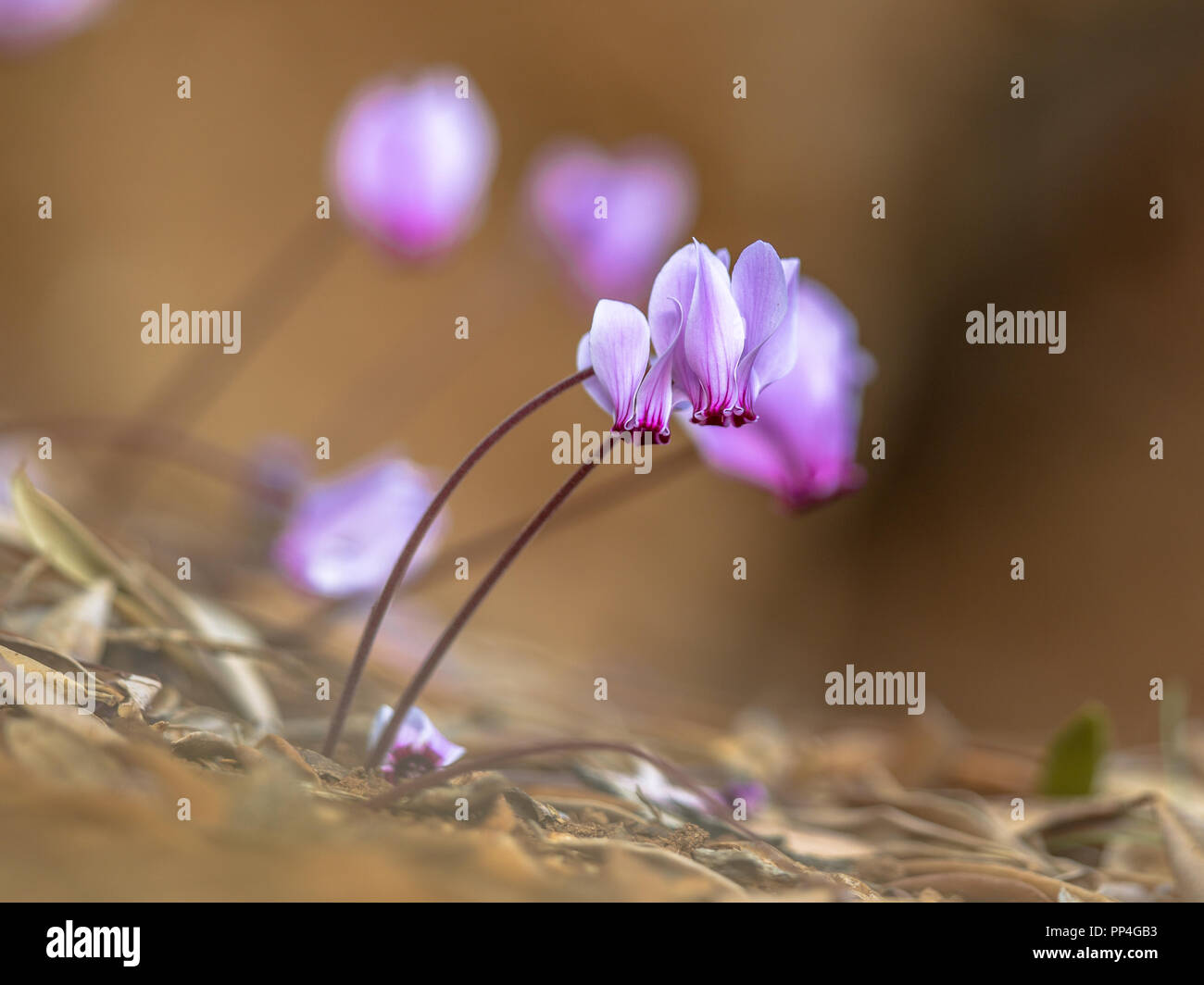 Group of Ivy-leaved cyclamen or sowbread (Cyclamen hederifolium) in bloom with bright background Stock Photo