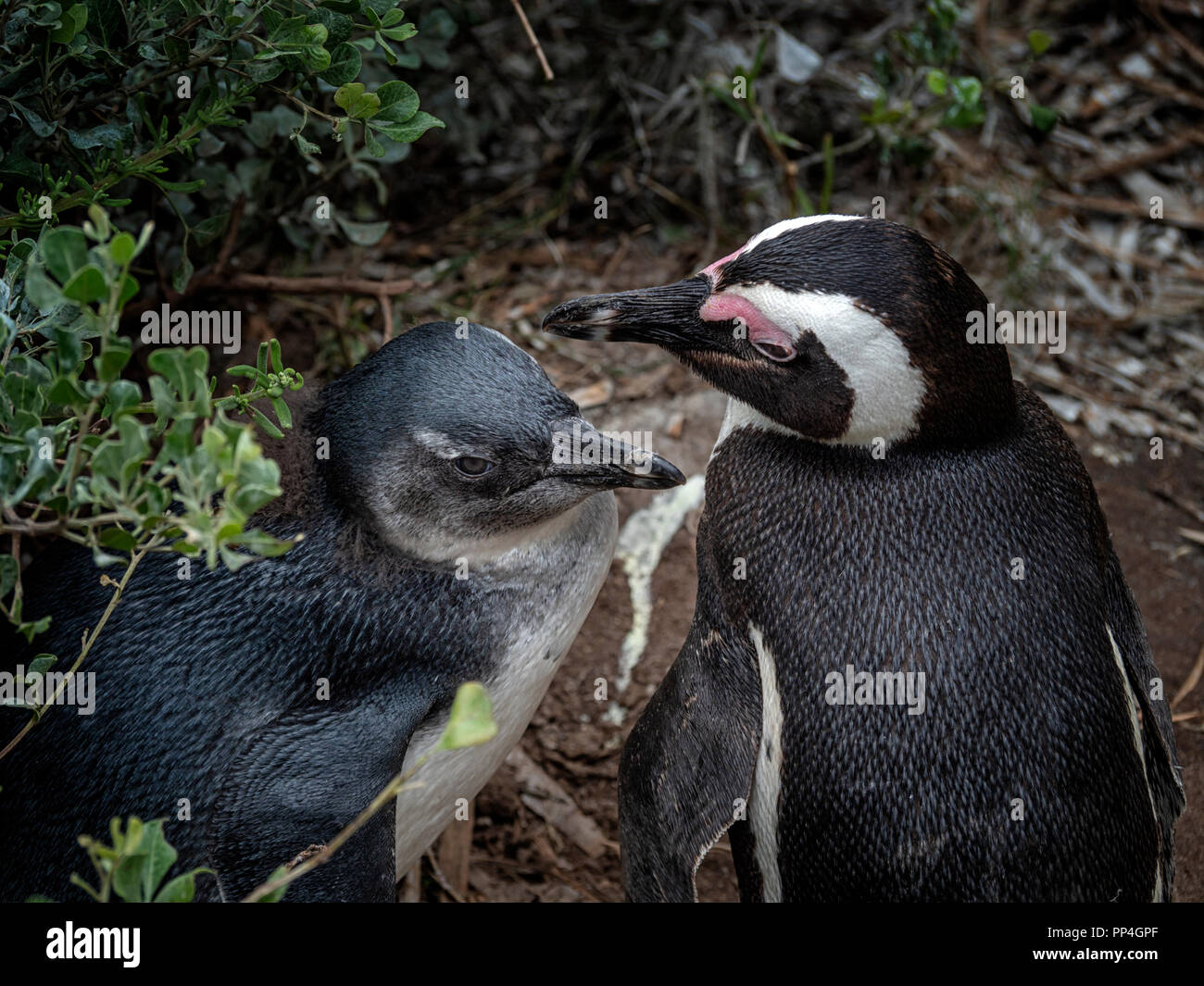 African penguin and chick (Spheniscus demersus), also known as the jackass penguin and black-footed penguin of Boulders Beach, Western Cape near Cape  Stock Photo