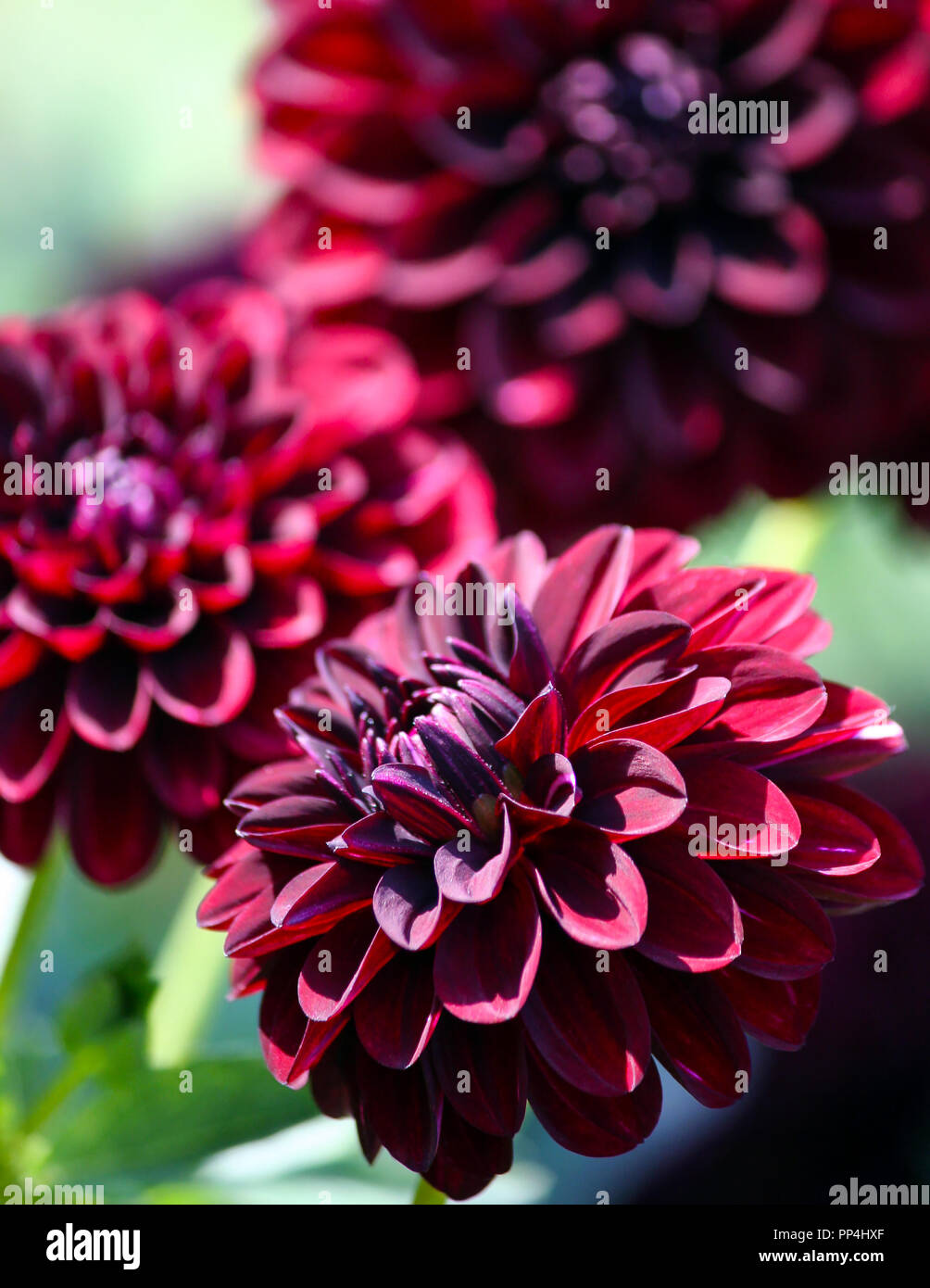 variety  of chrysanthemum fidalgo blacky asteraceae plant, three large dark purple flower with pinkish and whitish spot,  foliage of the plant Stock Photo