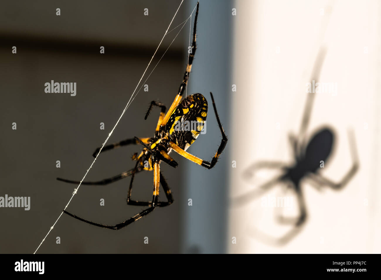 A black and yellow orbweaver spider sits on a web in the sun, casting a shadow Stock Photo