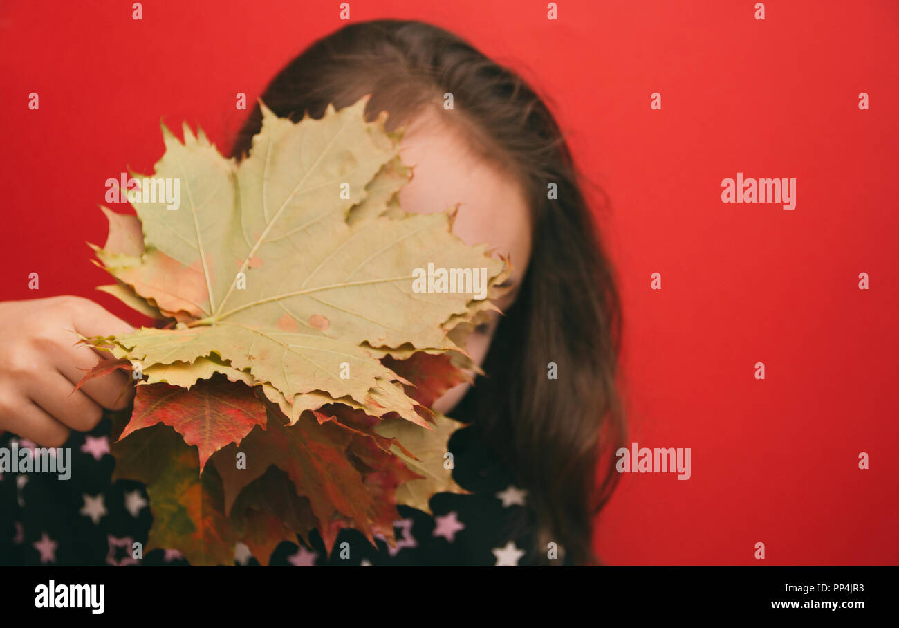 autumn theme, the girl covers her face with a bouquet of maple leaves ...