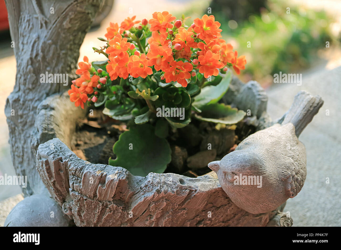 buy succulents Assorted Medium Succulent Collection  Classy Casita