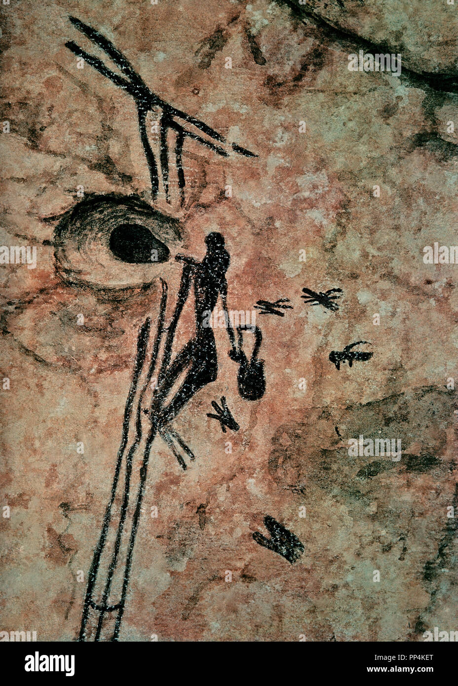Rock painting discovered in the cueva de la Araña ('spider cave') showing a honey seeker.. 5 000 BC.. Valencia, museum of prehistory. Spain. Location: MUSEO DE PREHISTORIA Y ARQUEOLOGIA. SPAIN.