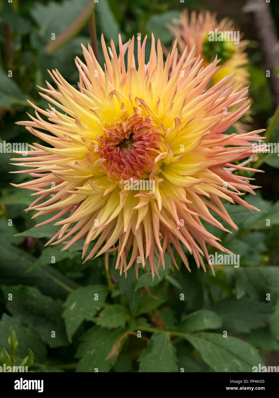 'Normandie Frills' Dahlia flower closeup, Derbyshire, England, UK Stock Photo