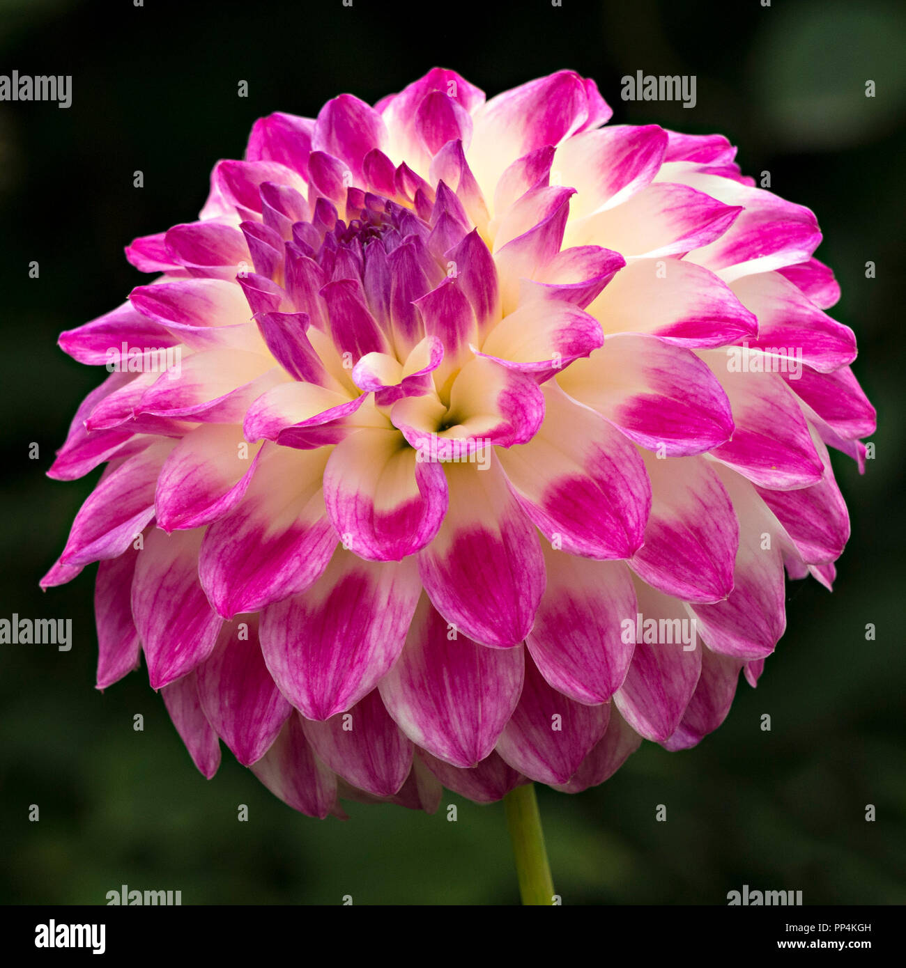 My Image 21