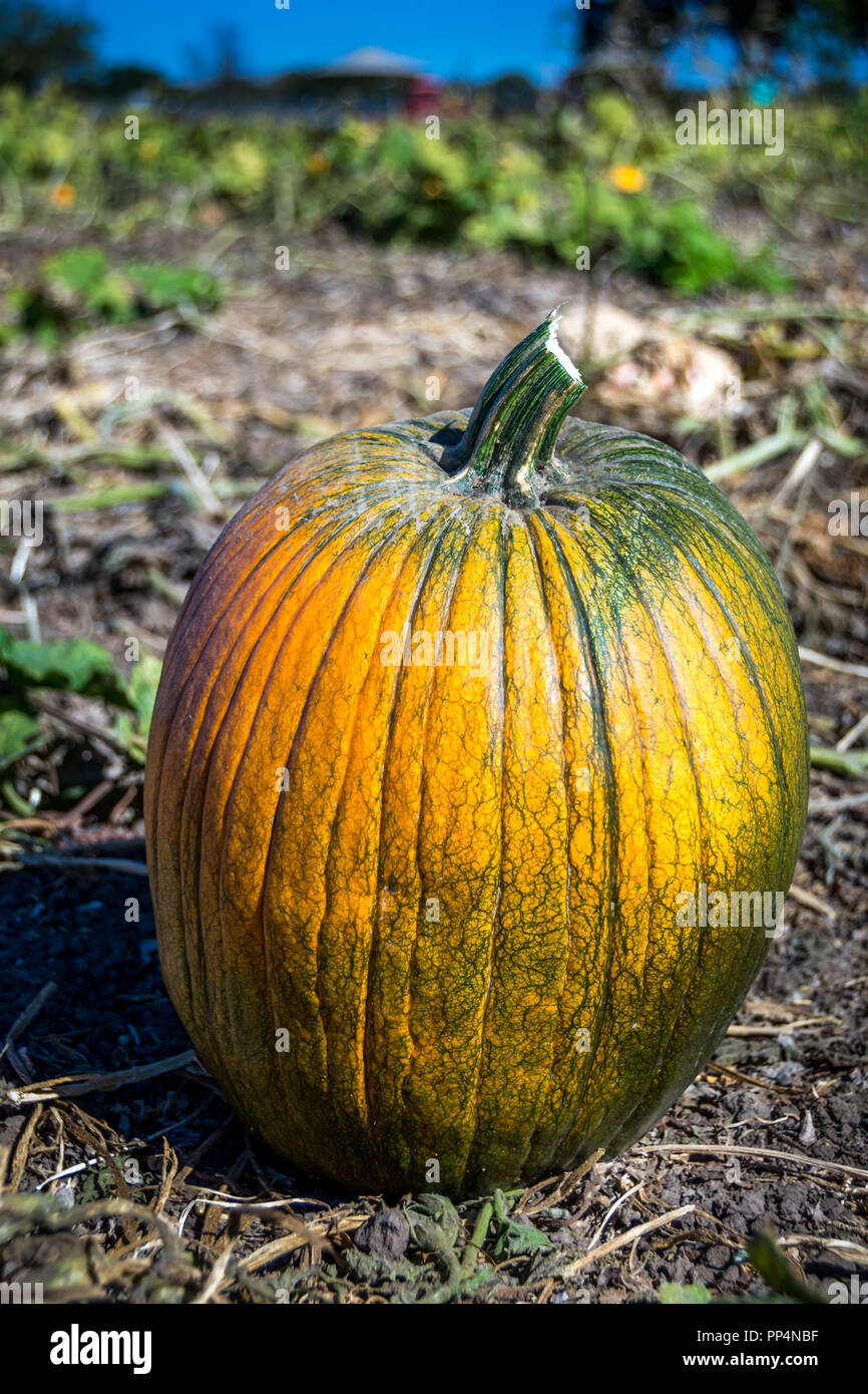 pumpkin on the ground Stock Photo - Alamy