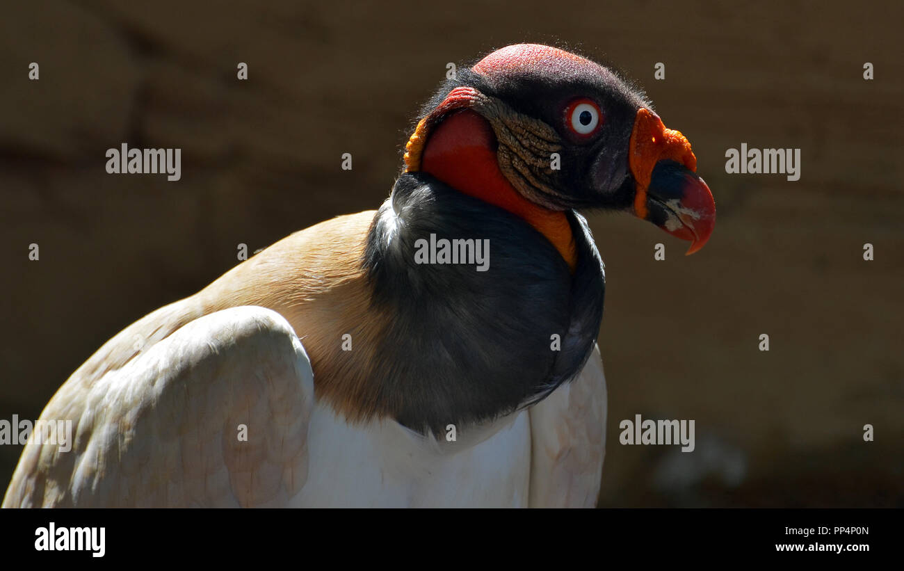 King vulture (Sarcoramphus papa) profile portret in nice light Stock Photo