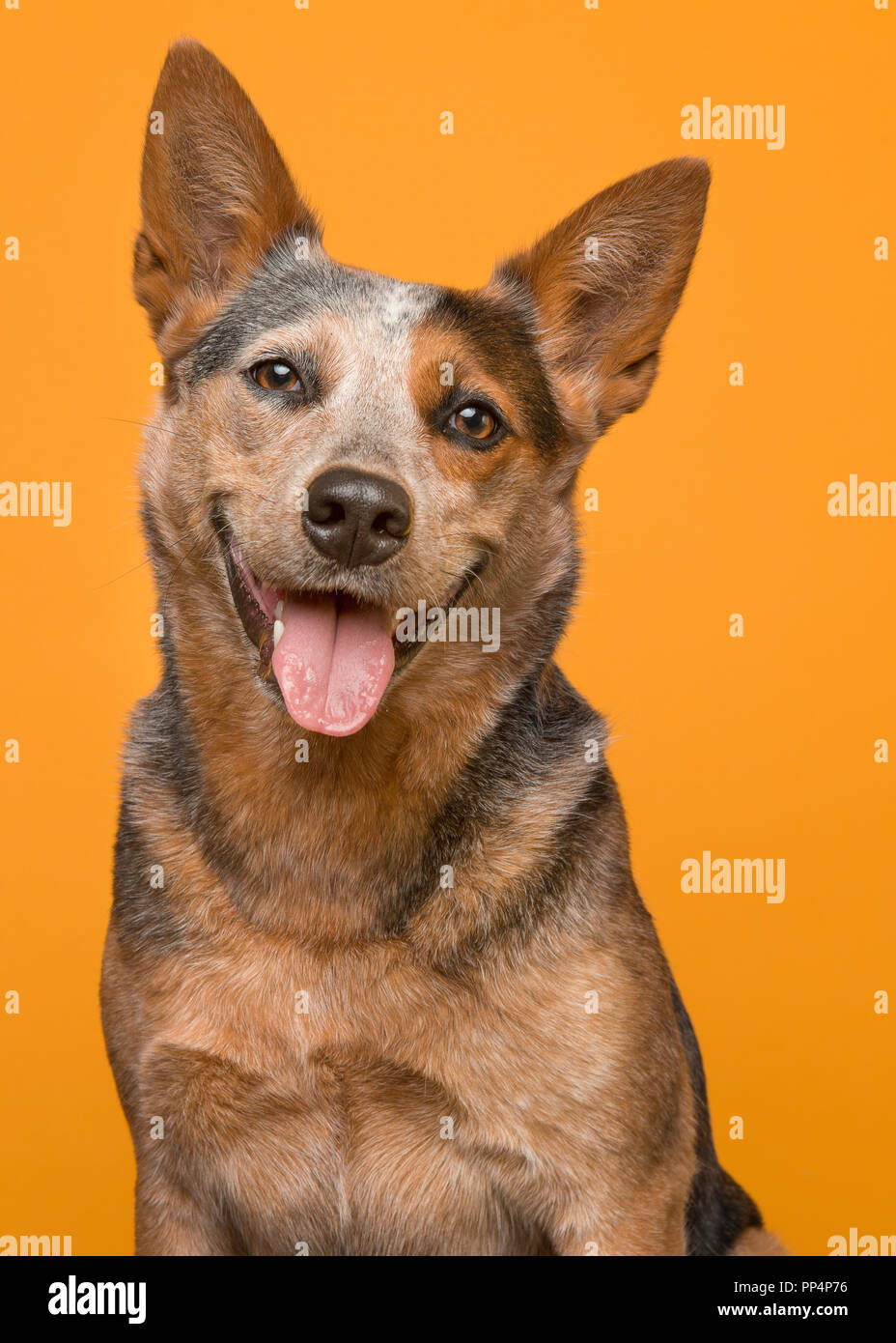 orange australian cattle dog