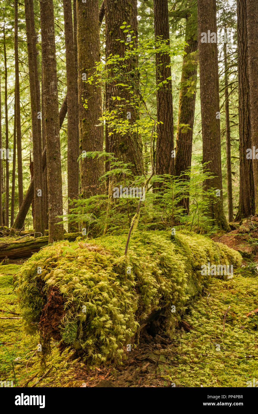 New seedlings growing on nurse log, Ancient Groves Trail, Sol Duc River
