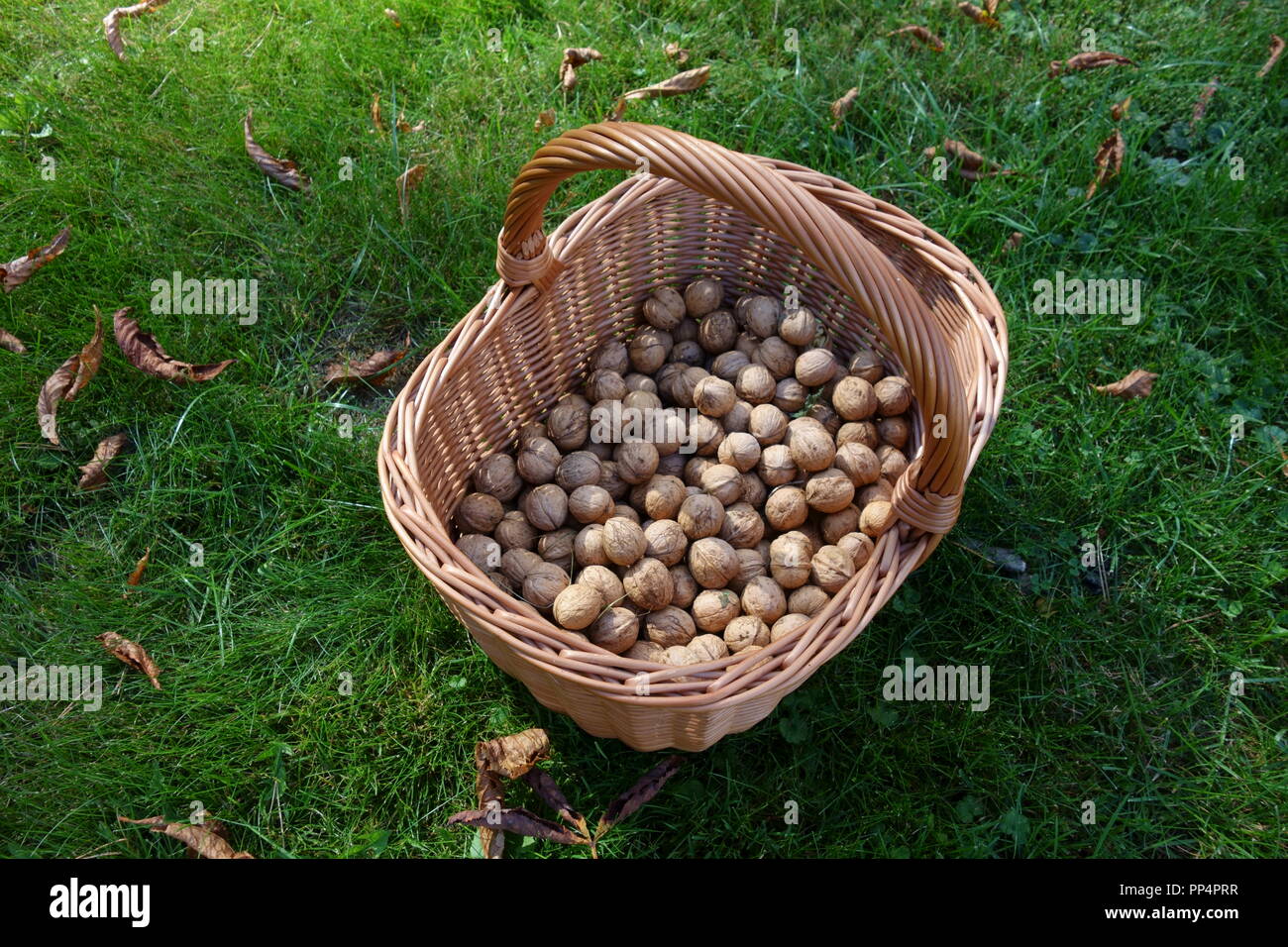 Crop of fresh walnuts in a wicker basket Stock Photo