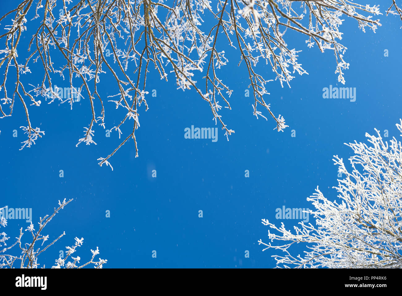 Winter season theme background. Tree branches with snow on blue no clouds sky Stock Photo