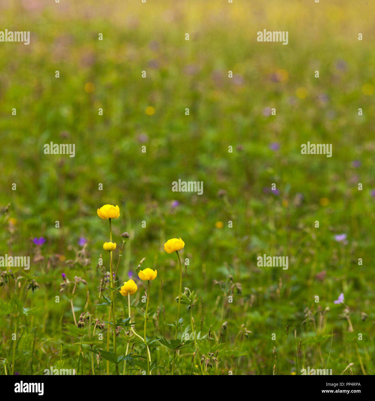 Globeflowers on a colorful meadow. Summer and June. Stock Photo