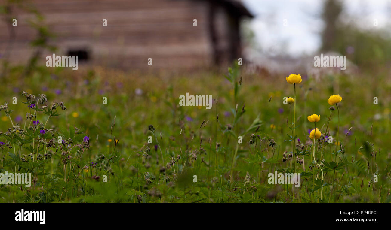 Globeflowers on a colorful meadow. Summer and June. Barn in the background. Stock Photo
