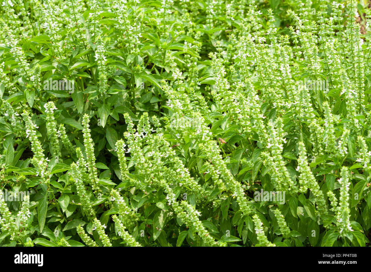 Basil, sweet basil (Ocimum basilicum L.) flowers, Hualien County, Taiwan Stock Photo Alamy