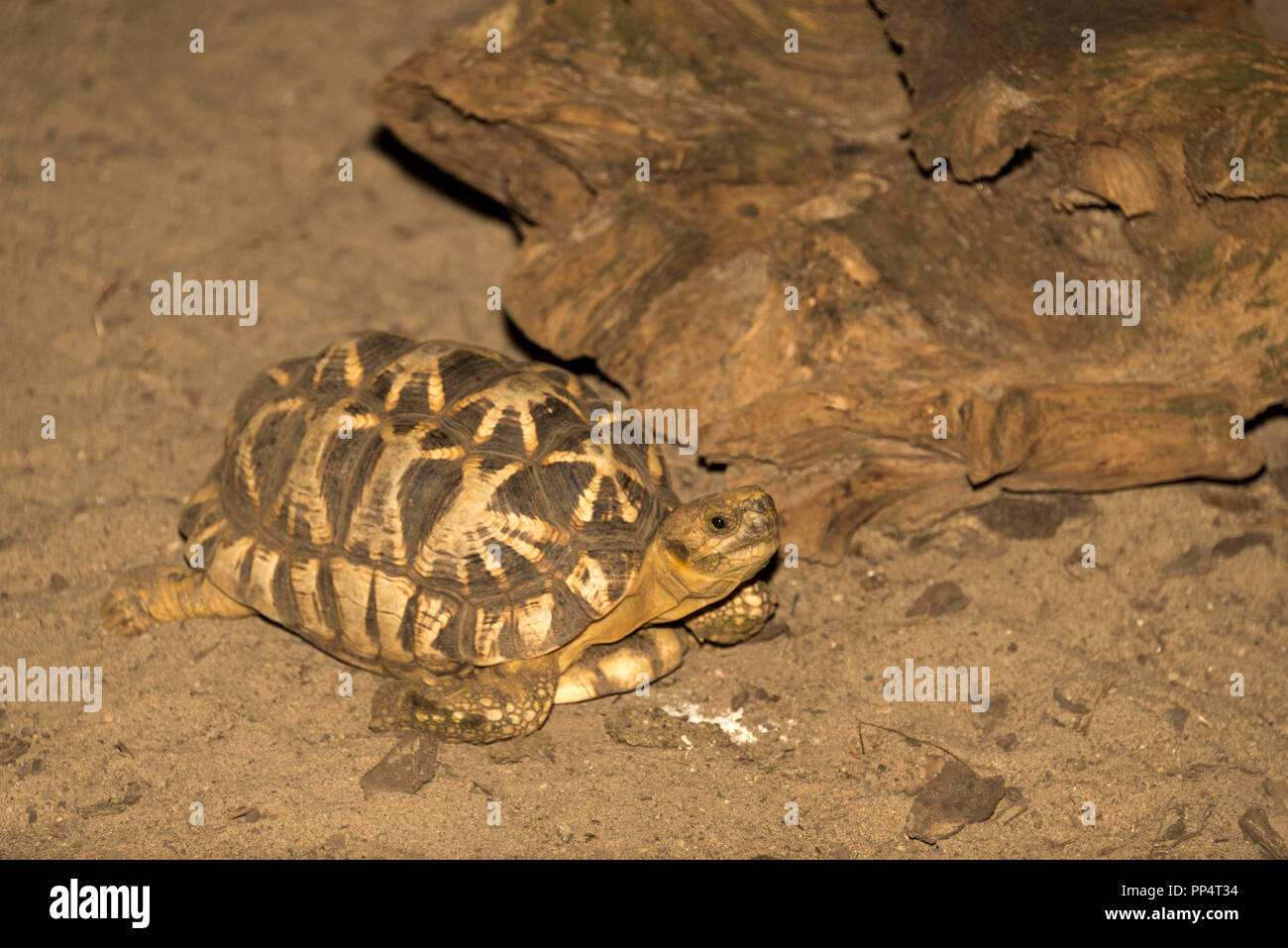 Burmese star tortoise (Geochelone platynota) Stock Photo