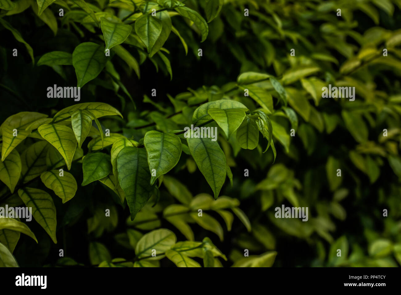 Green leaves background Stock Photo - Alamy