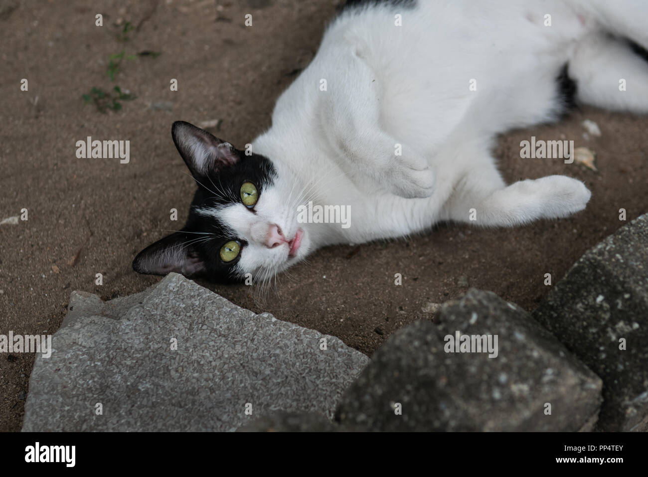 Lazy cat lying on the ground Stock Photo