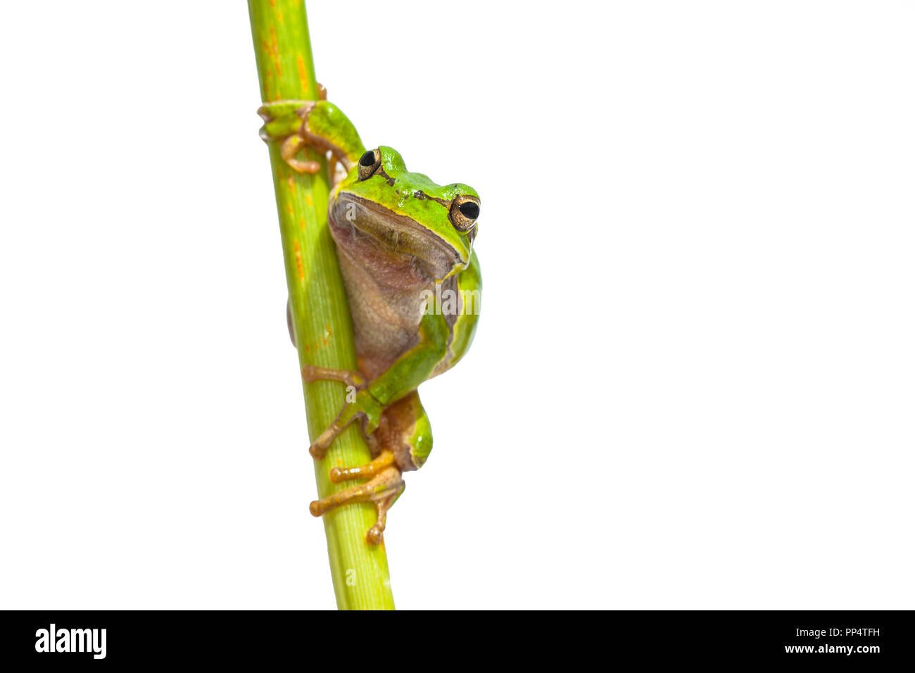 Green European Tree Frog (Hyla arborea) Looking in the camera while climbing in a vertical stick, isolated on white background Stock Photo