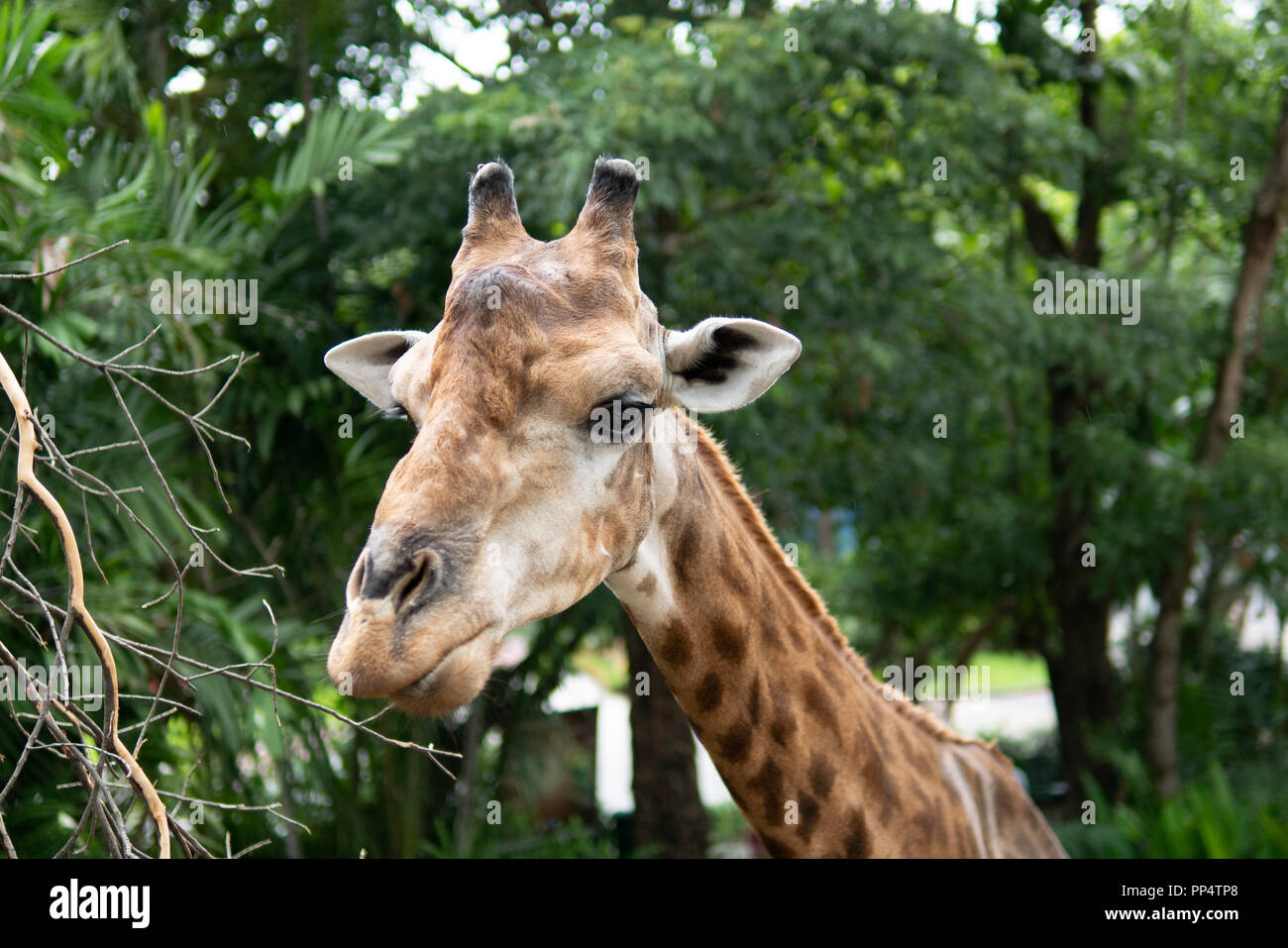 Giraffe in the zoo Stock Photo