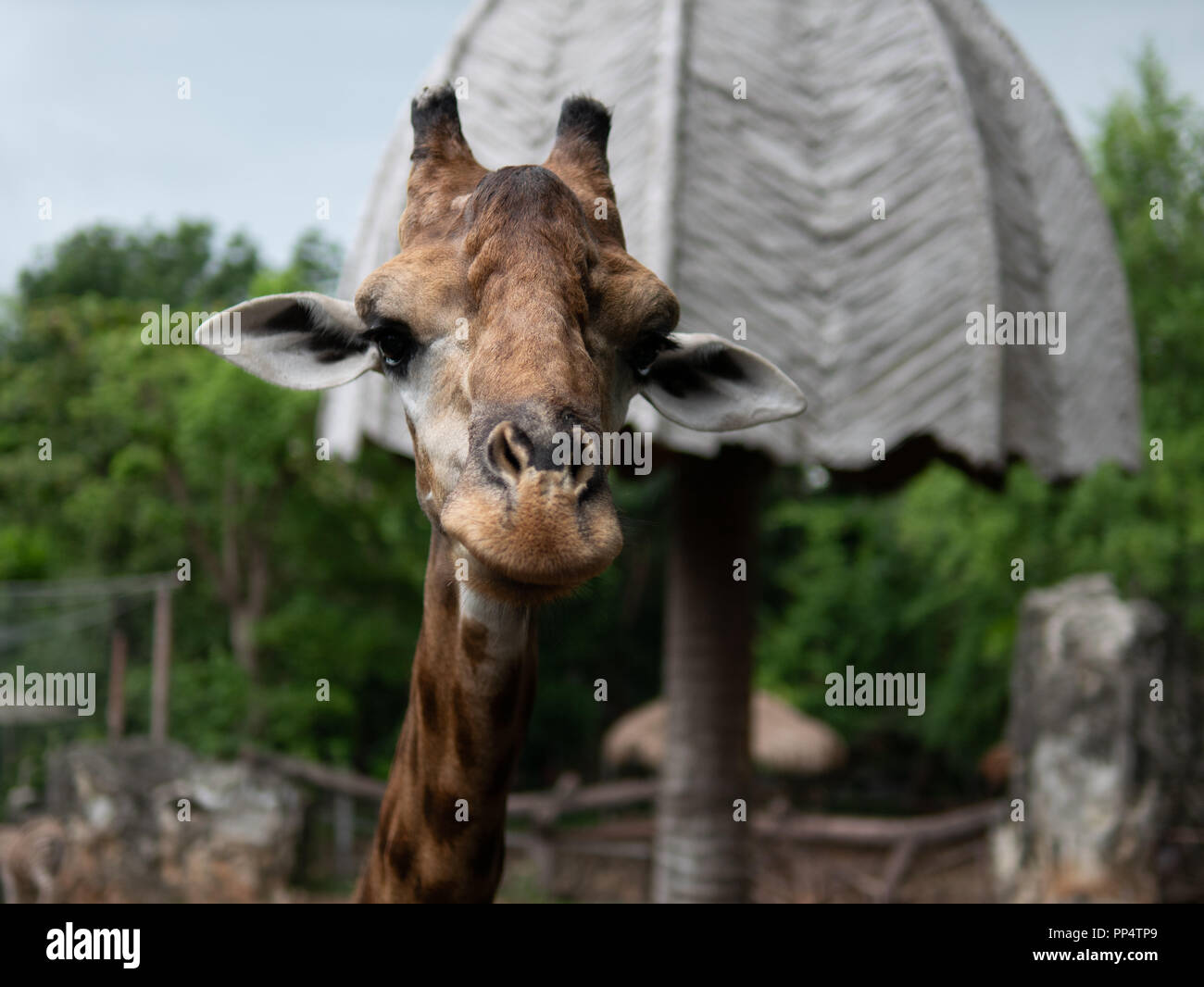 Giraffe in the zoo Stock Photo