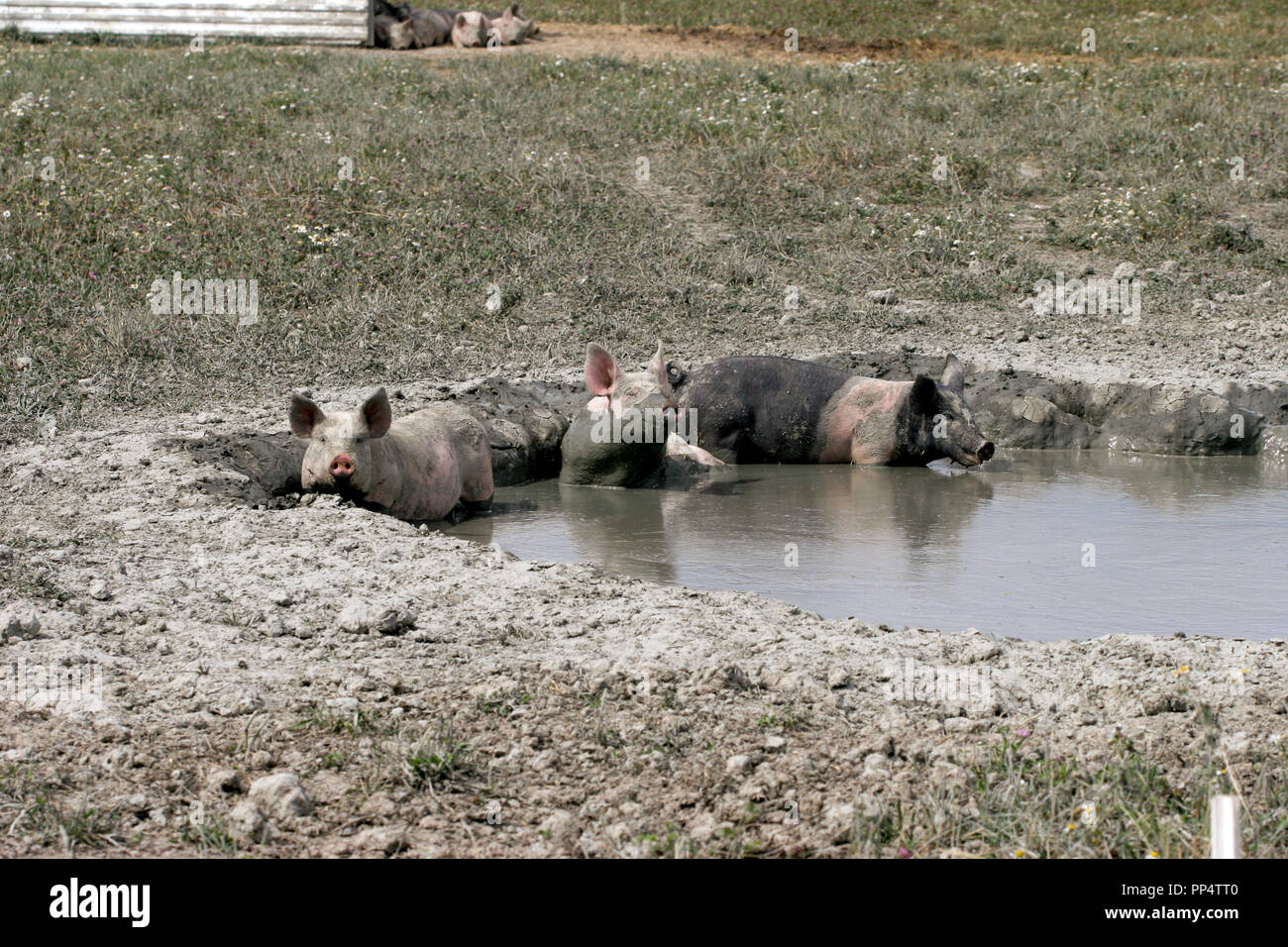 FREE RANGE PIGS grub in a water pool Stock Photo