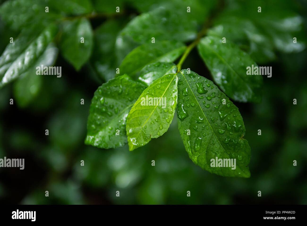 Green leaves with droplets after rain Stock Photo
