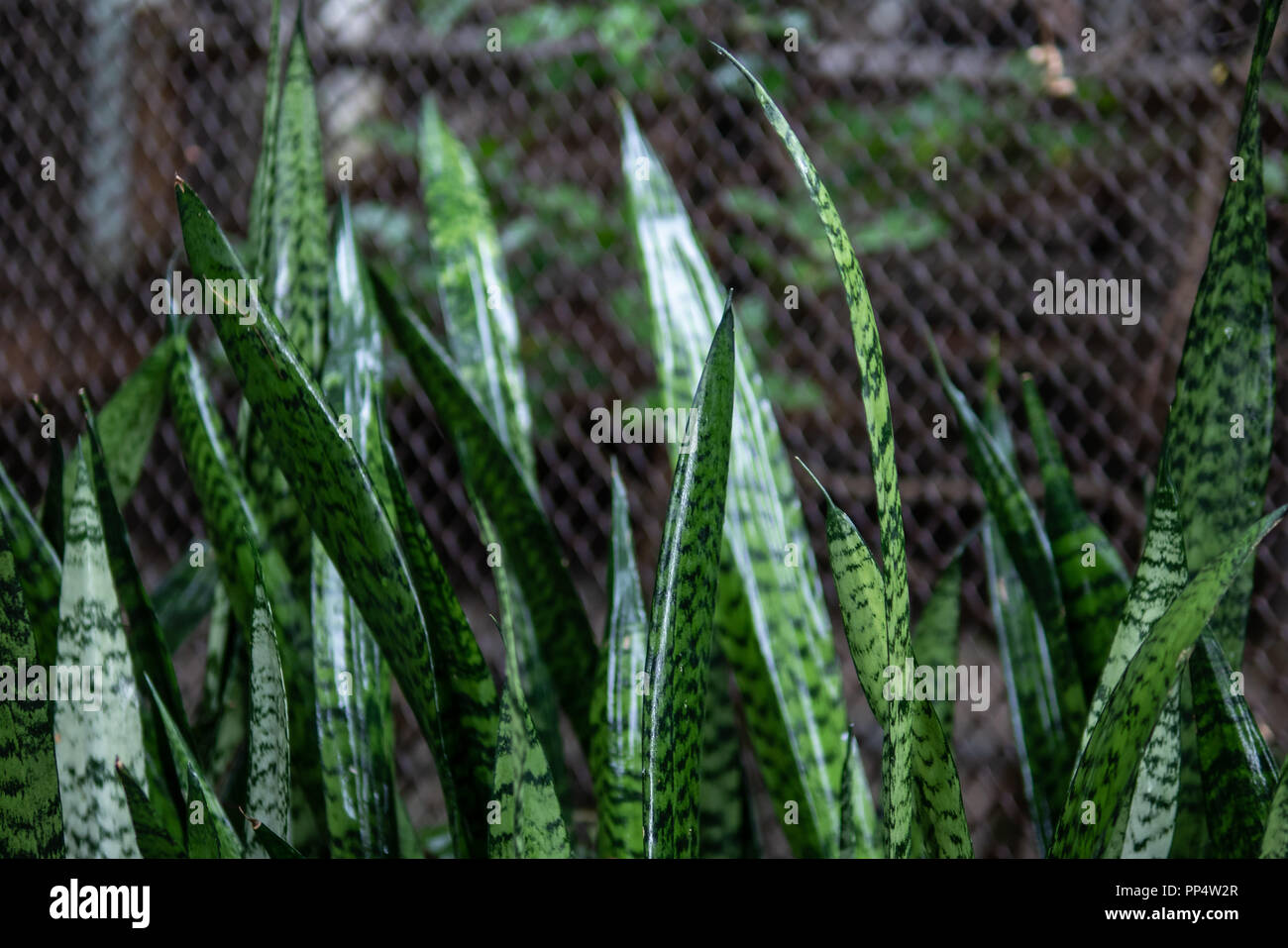 Snake Plant Background Stock Photo