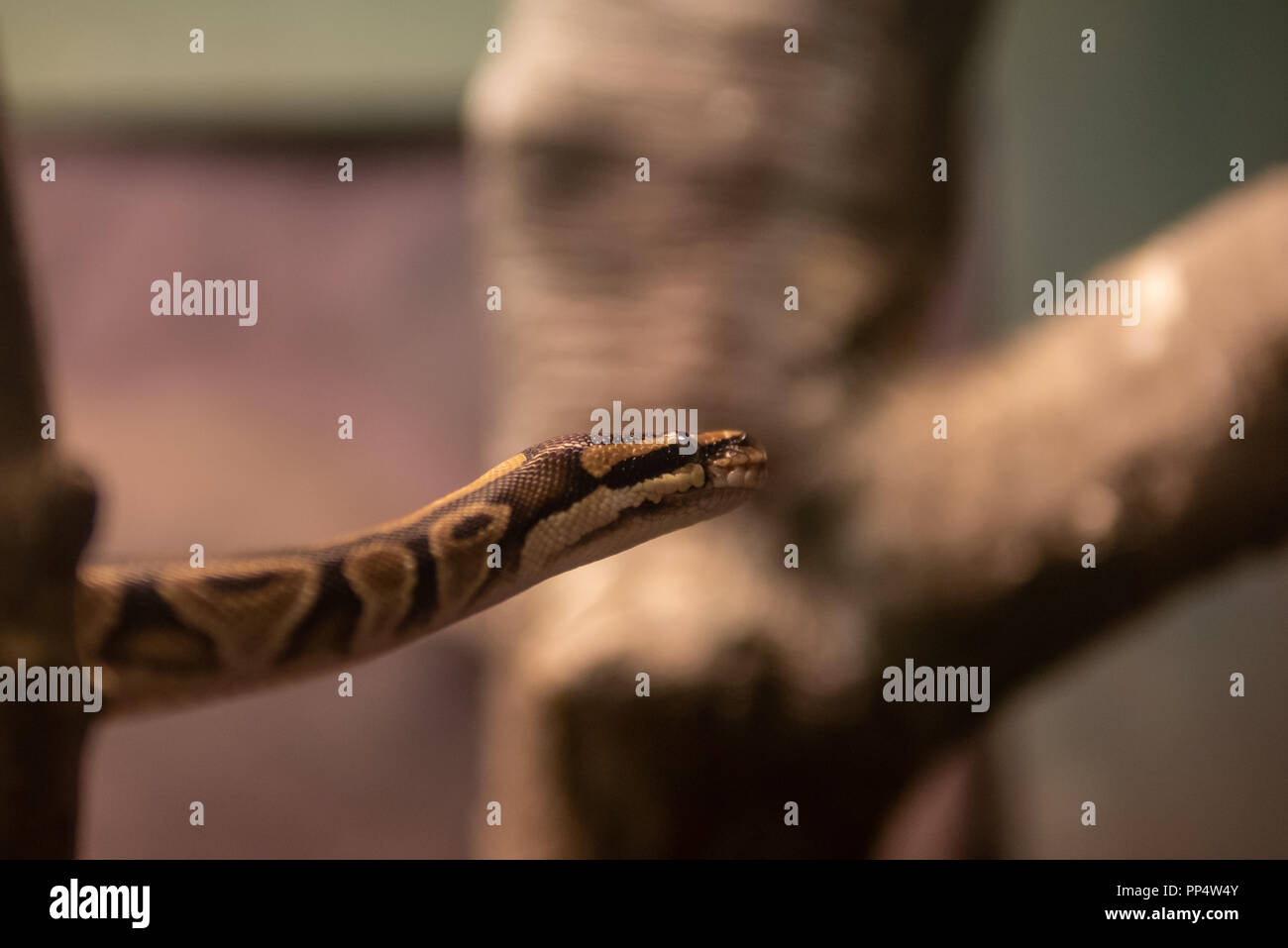 Snake searching for its prey Stock Photo