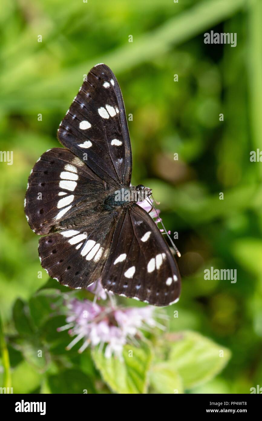 Southern White Admiral Stock Photo Alamy
