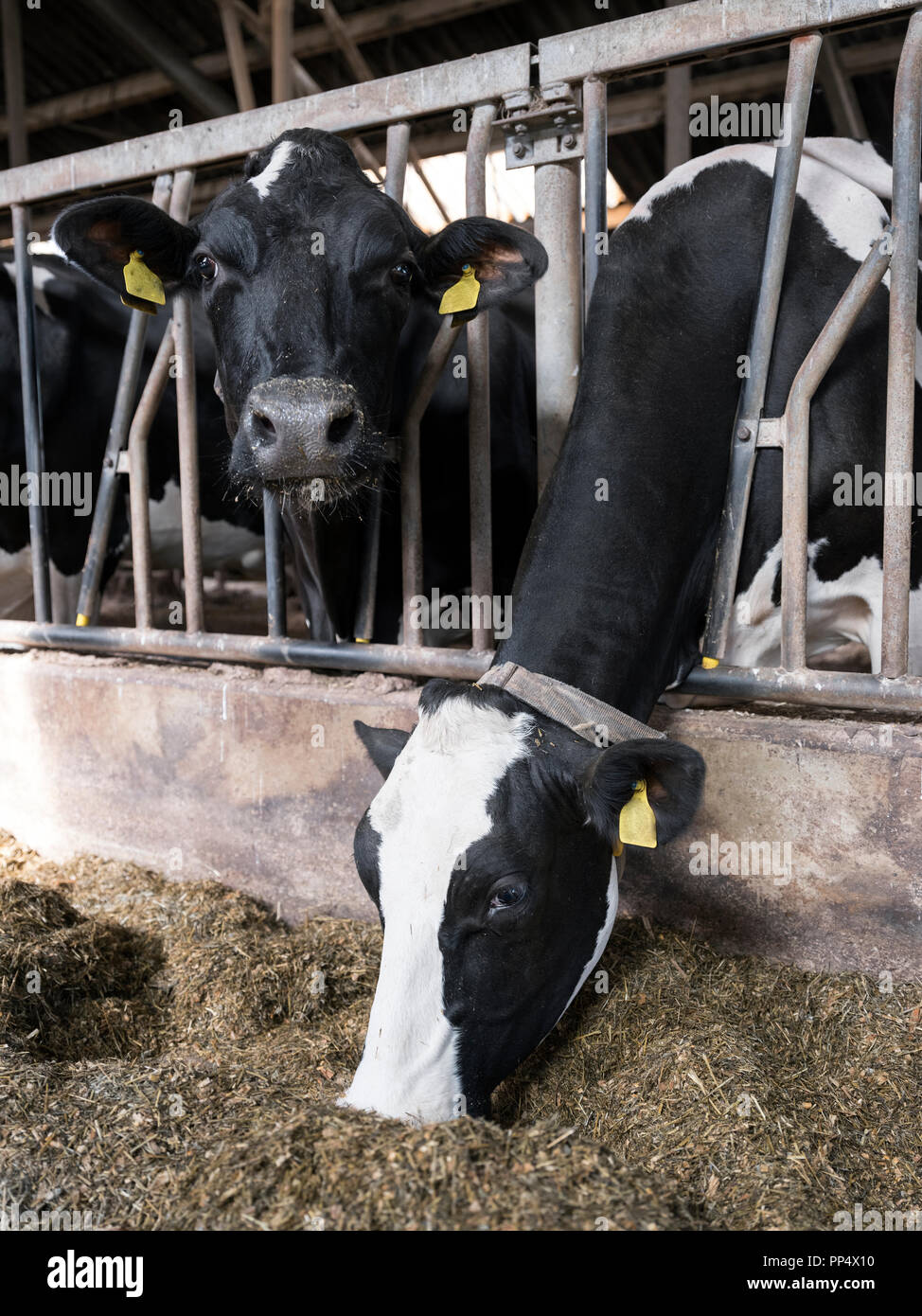 black and white holstein cows feed inside barn on dutch farm in holland ...
